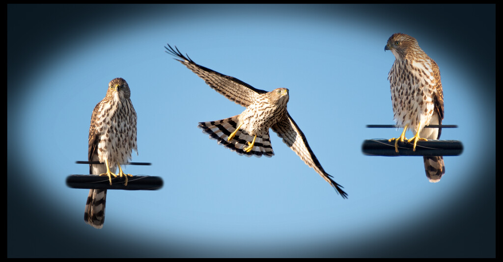 Backyard Hawk