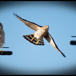 Backyard Hawk