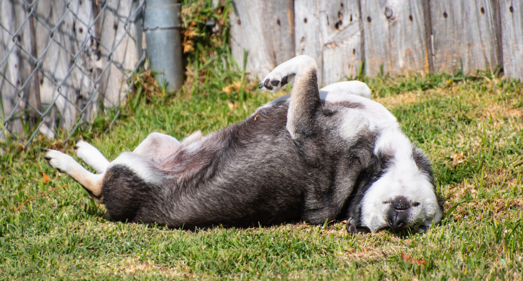 Jackson on Back yard